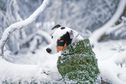 Customer photo review of Handmade Knit Sweater Green for Dogs