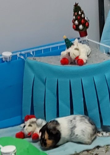 Customer photo review of GuineaDad Liner - Full Size Fleece Liner with Pockets