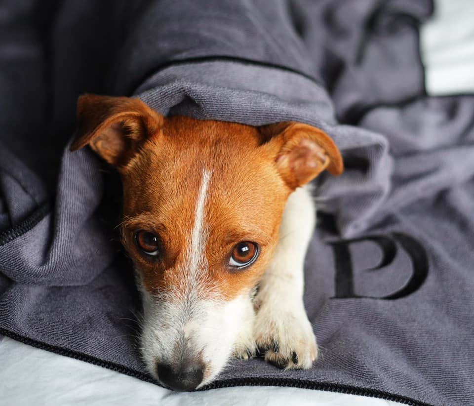 Customer photo review of Luxury Dog Towel
