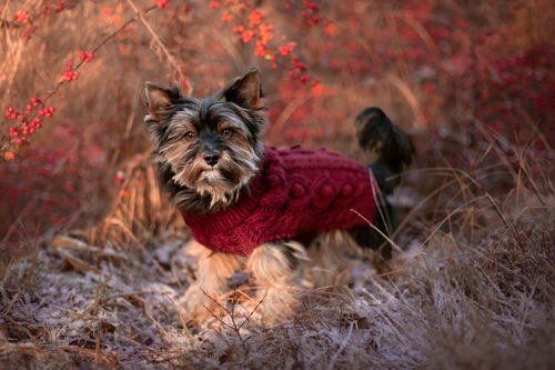 Customer photo review of Handmade Knit Sweater Burgundy for Dogs