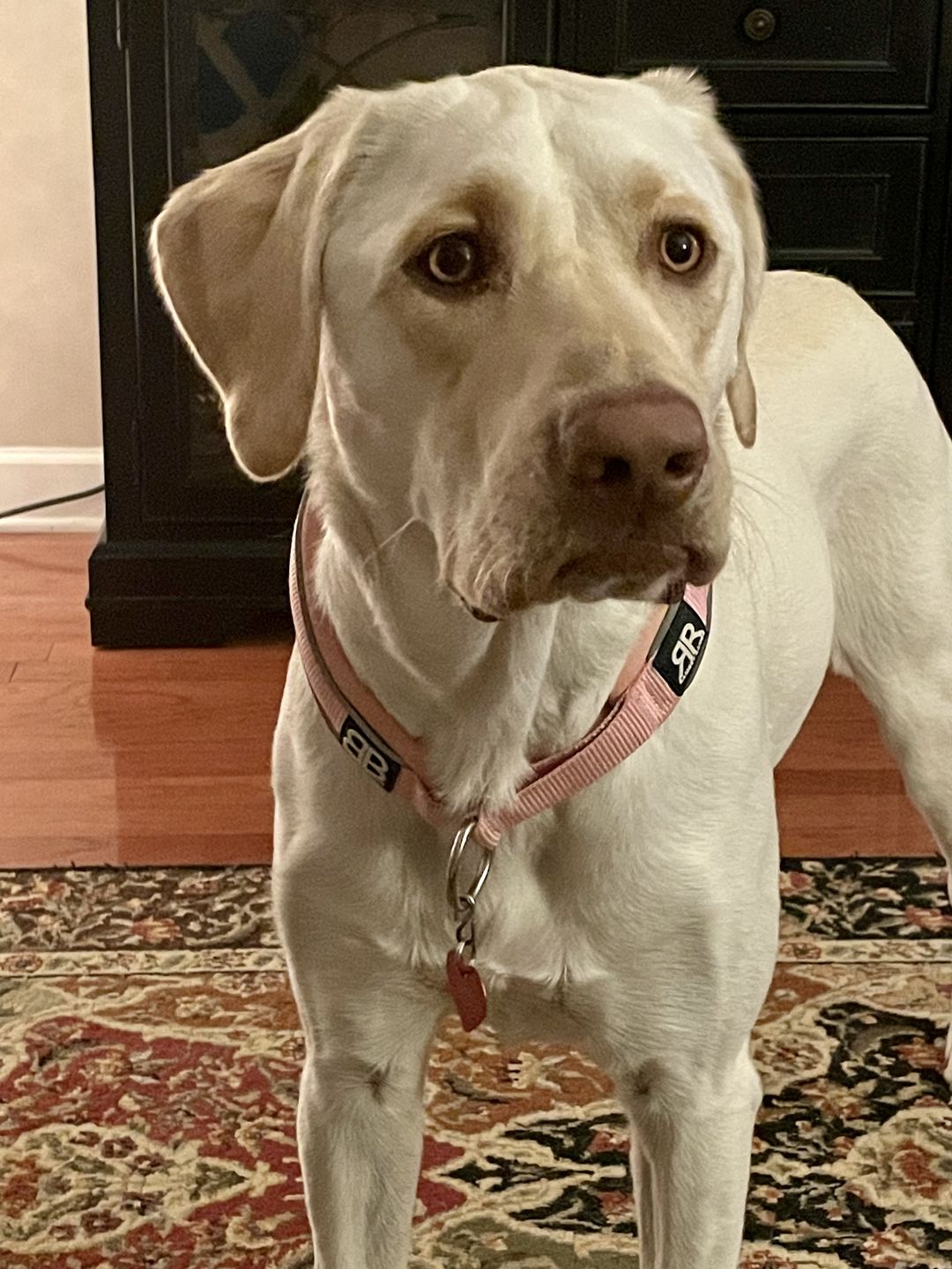 Customer photo review of 4cm Slip on Collar | Soft Padded & Reflective - Pink v2.0