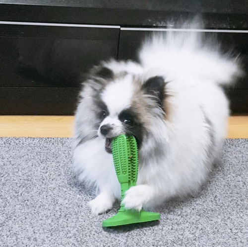 Customer photo review of World's Most Effective Dog Toothbrush