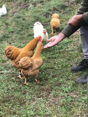 Customer photo review of BlackTasty™ Tierfutter aus Insekten