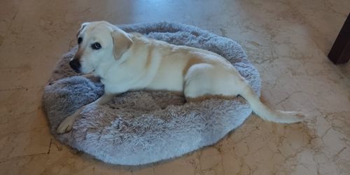 Customer photo review of Round Calming Dog Bed