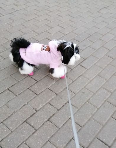Customer photo review of Protective Dog Boots All Weather