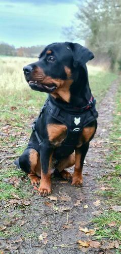 Customer photo review of Ragnar Harness