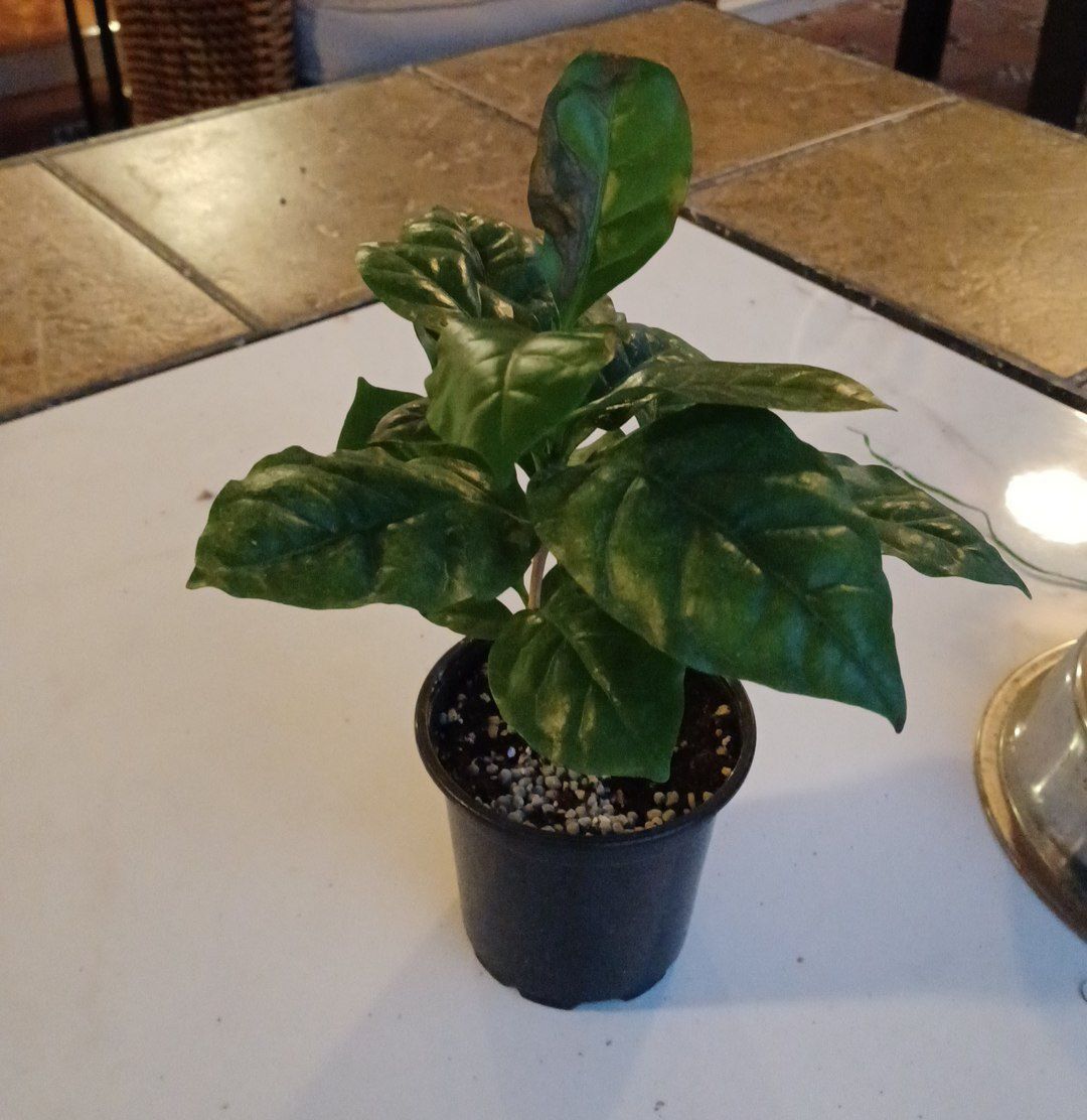 Customer photo review of 4" Coffea arabica "Coffee Plant"