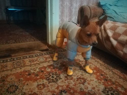Customer photo review of Protective Dog Boots All Weather