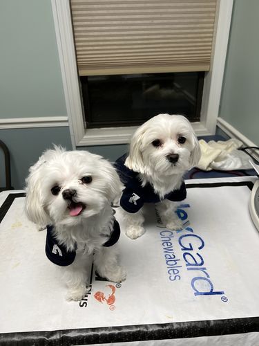 Customer photo review of 6 Inch Small Bully Sticks