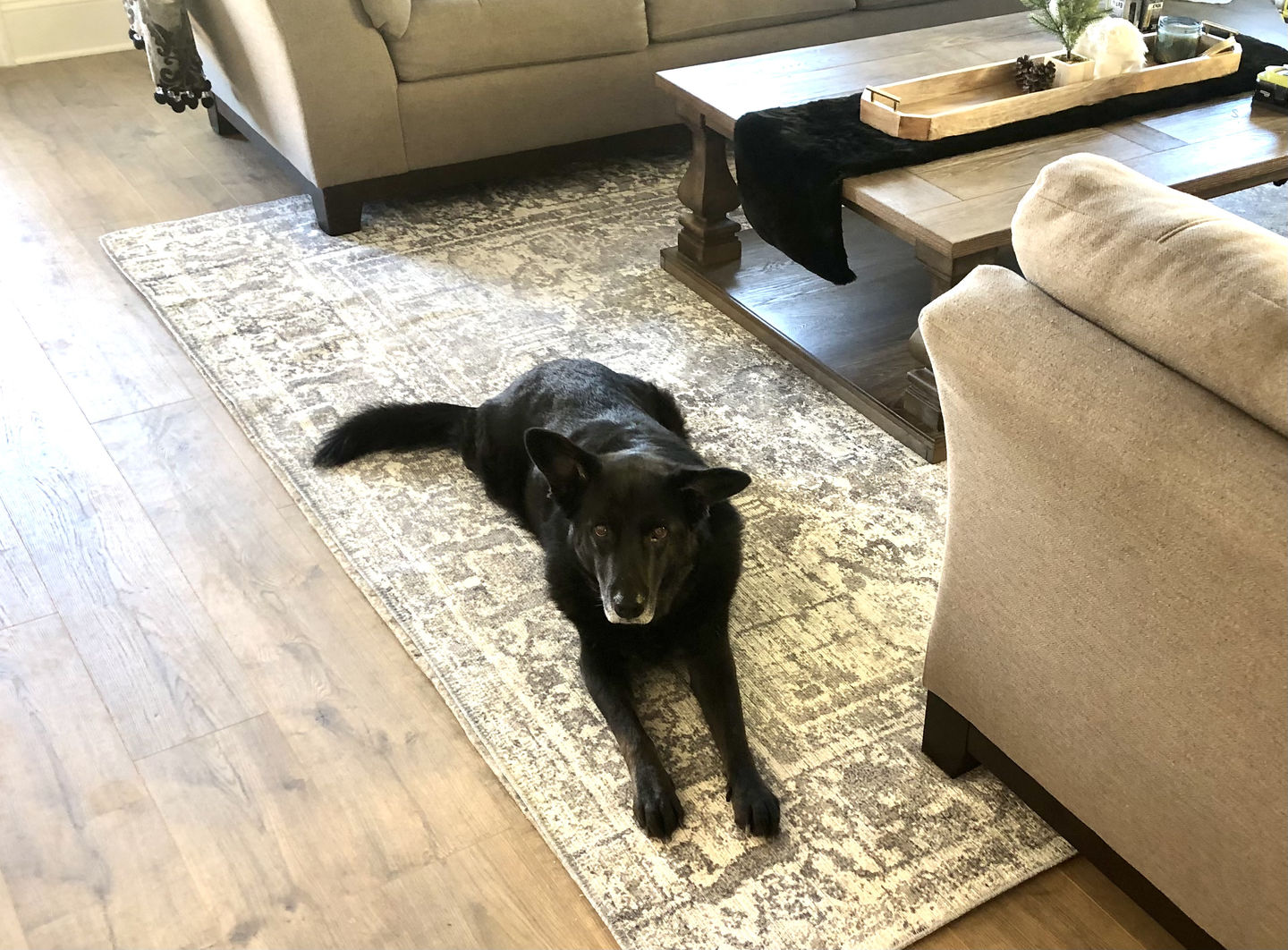 Customer photo review of Distressed Vintage Chilaz Grey Rug