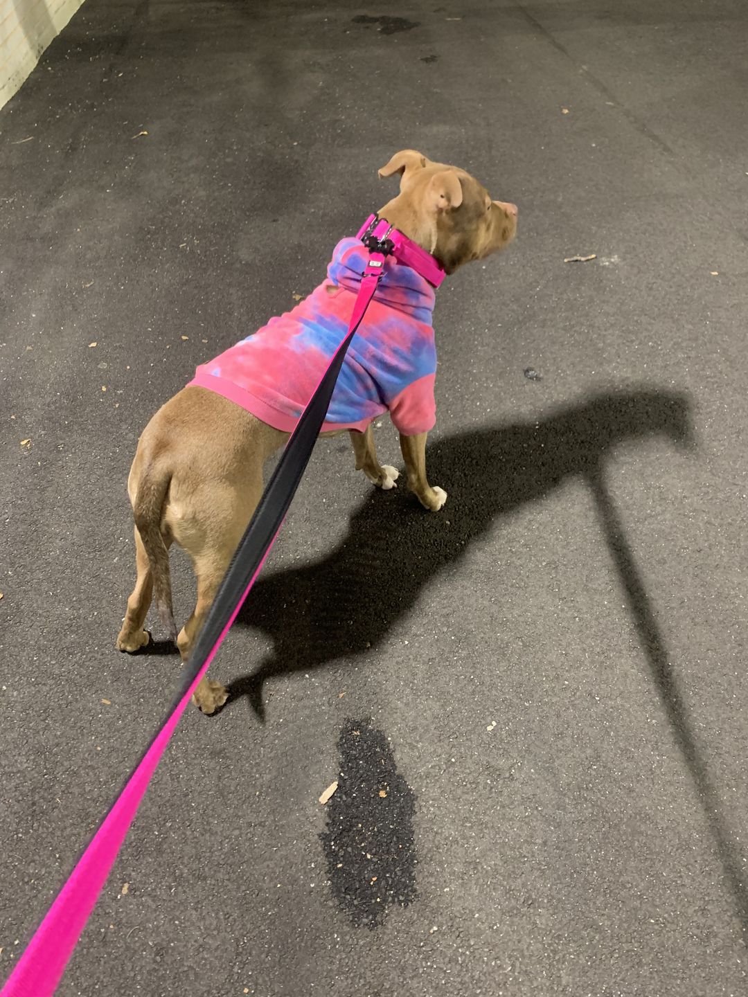 Customer photo review of 1.4m Swivel Combat Lead | Neoprene Lined, Secure Rated Clip with Soft Handle - Magentas