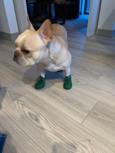 Customer photo review of WagWellies® by wagwear