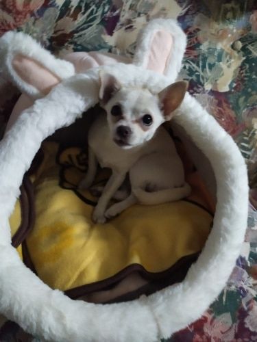 Customer photo review of Cat Bed Cave