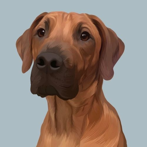 Customer photo review of The Passport - Custom Pet Canvas