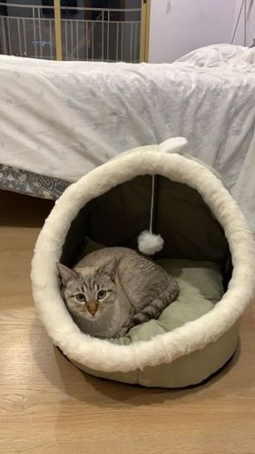 Customer photo review of Cat Bed Cave