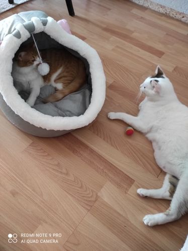 Customer photo review of Cat Bed Cave