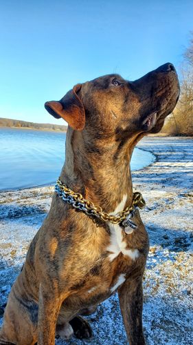 big dog chains review