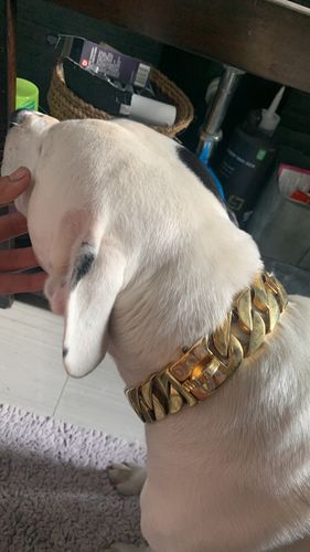 Customer photo review of Cuban Gold Collar