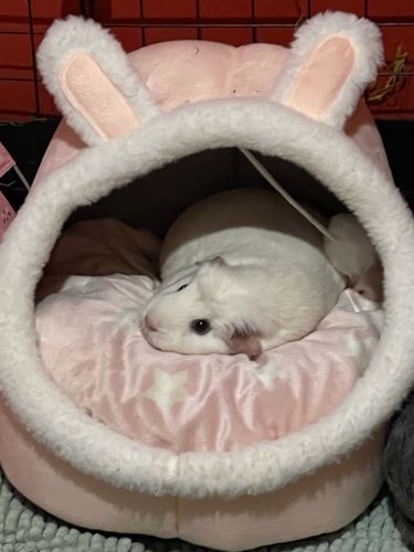 Customer photo review of Cat Bed Cave