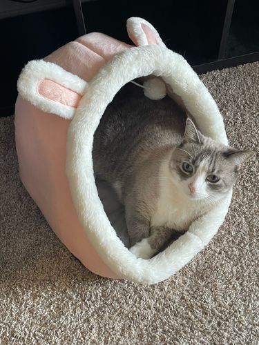 Customer photo review of Cat Bed Cave