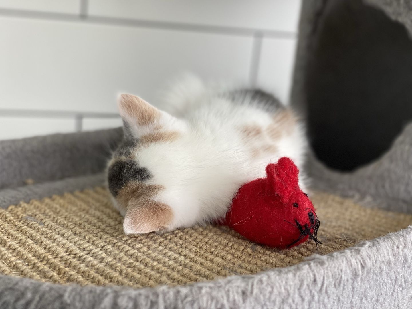 Customer photo review of Felt Mouse Toy for Cats