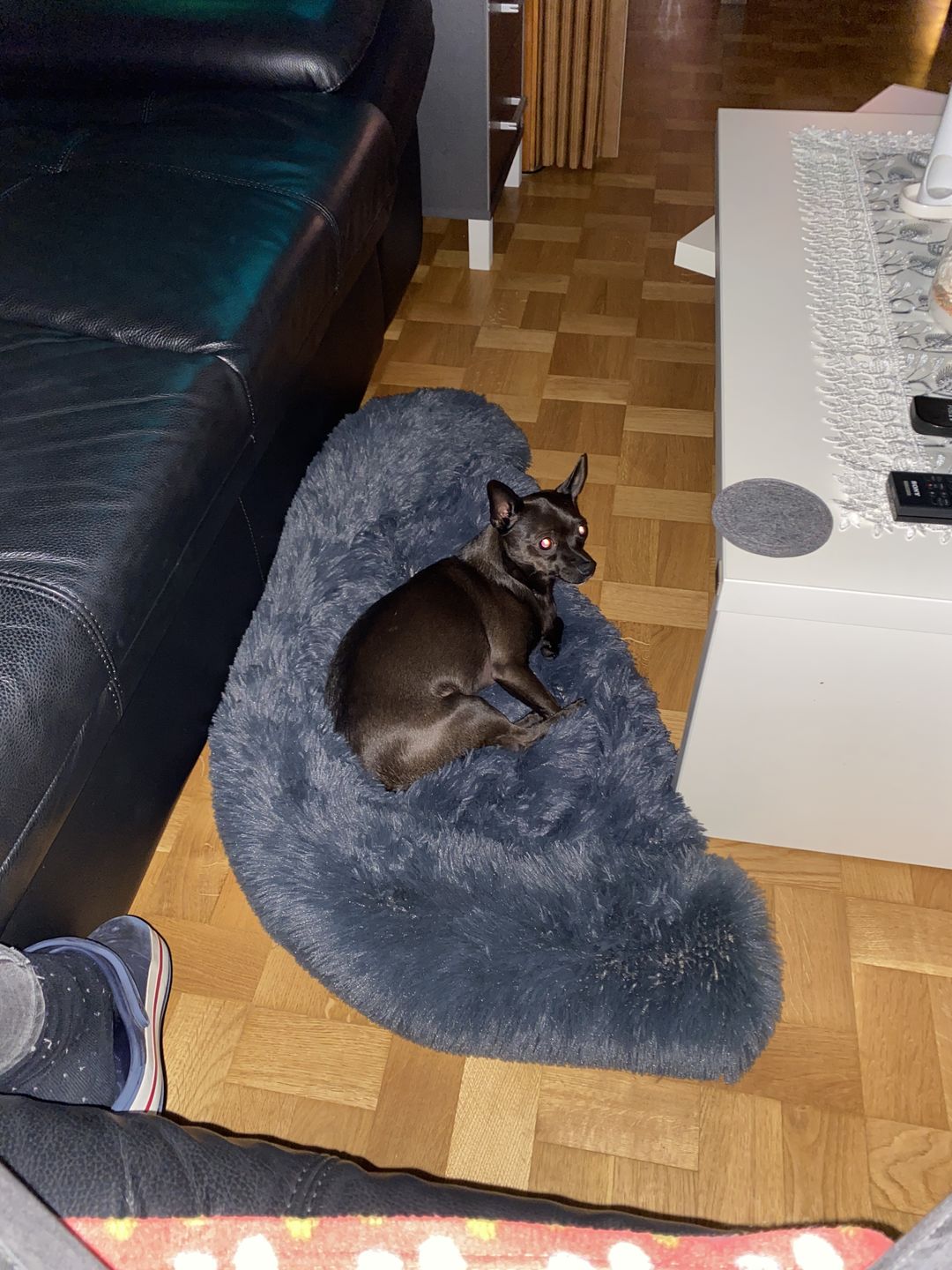 Customer photo review of Coussin Protecteur & Ultra Confortable PuppySafe