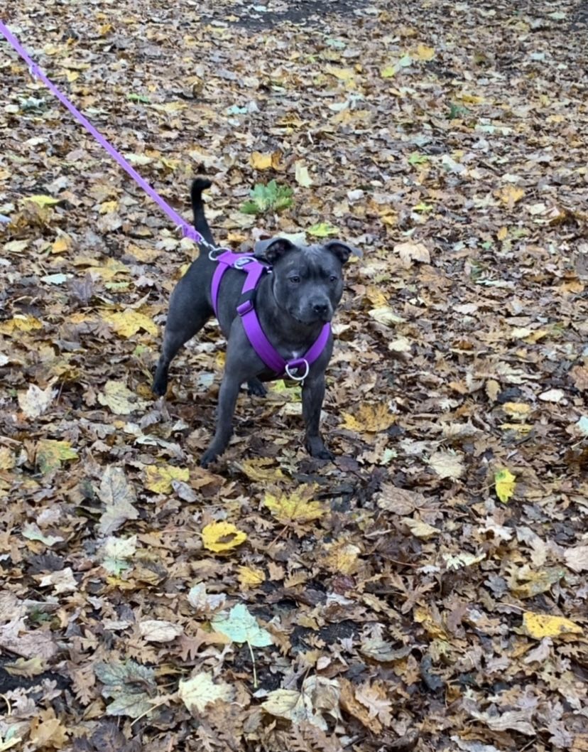 Customer photo review of Slip Lead | Anti-Pull & Anti-Choking Training Lead - Purple