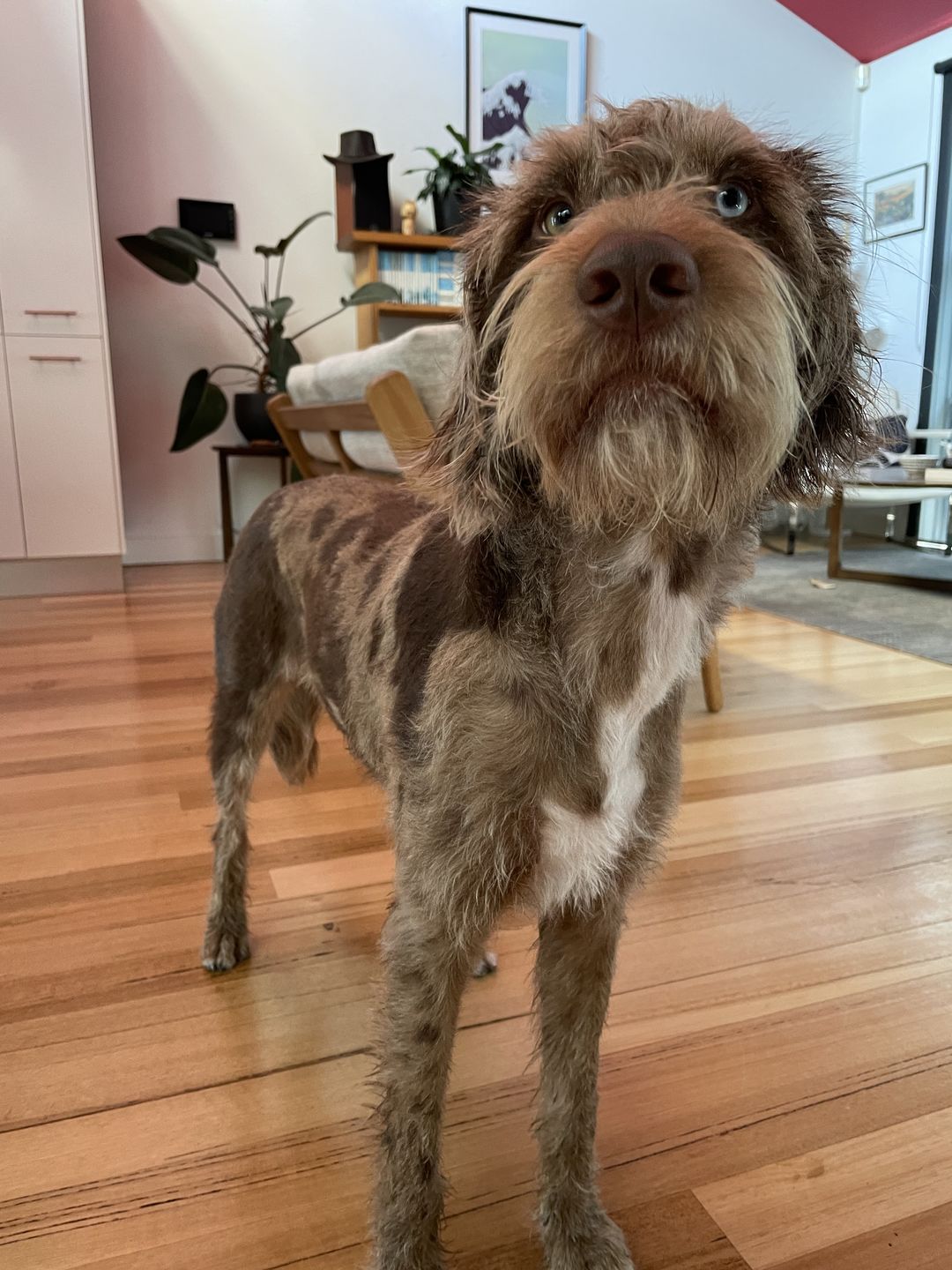 Customer photo review of Dog Hair Clippers