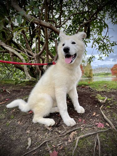 Customer photo review of 7 Days To Perfect Heel Walking