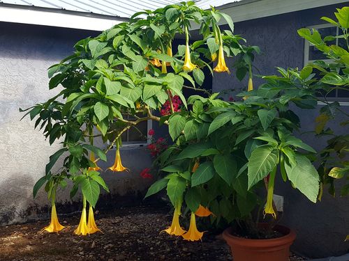 Golden trumpet plant blooming