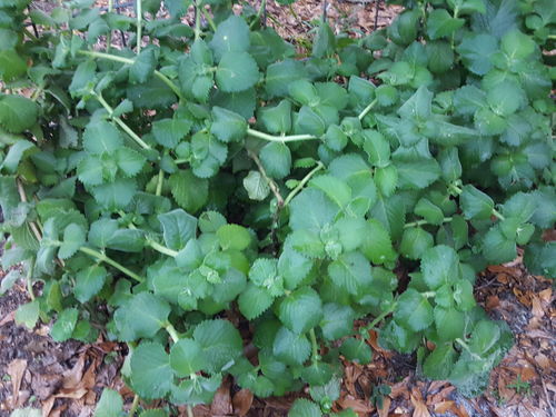 Garrett R. garden plant restored with Elm Dirt Plant Juice