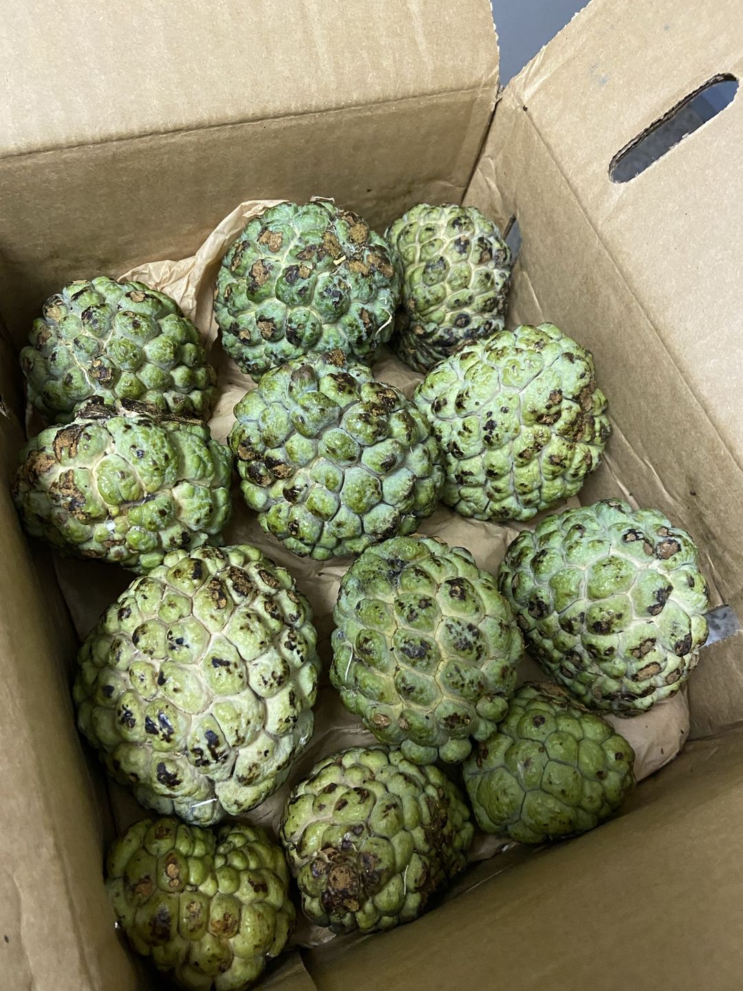 Customer photo review of Sugar Apple (Sweetsop)