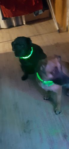 Customer photo review of LED Hunde Leuchthalsband  Grün 20- 70cm Hundehalsband