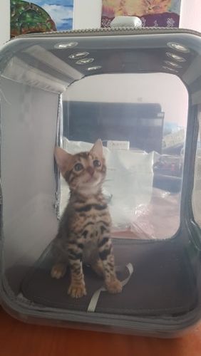 Customer photo review of Pet Backpack (Air-Vented)