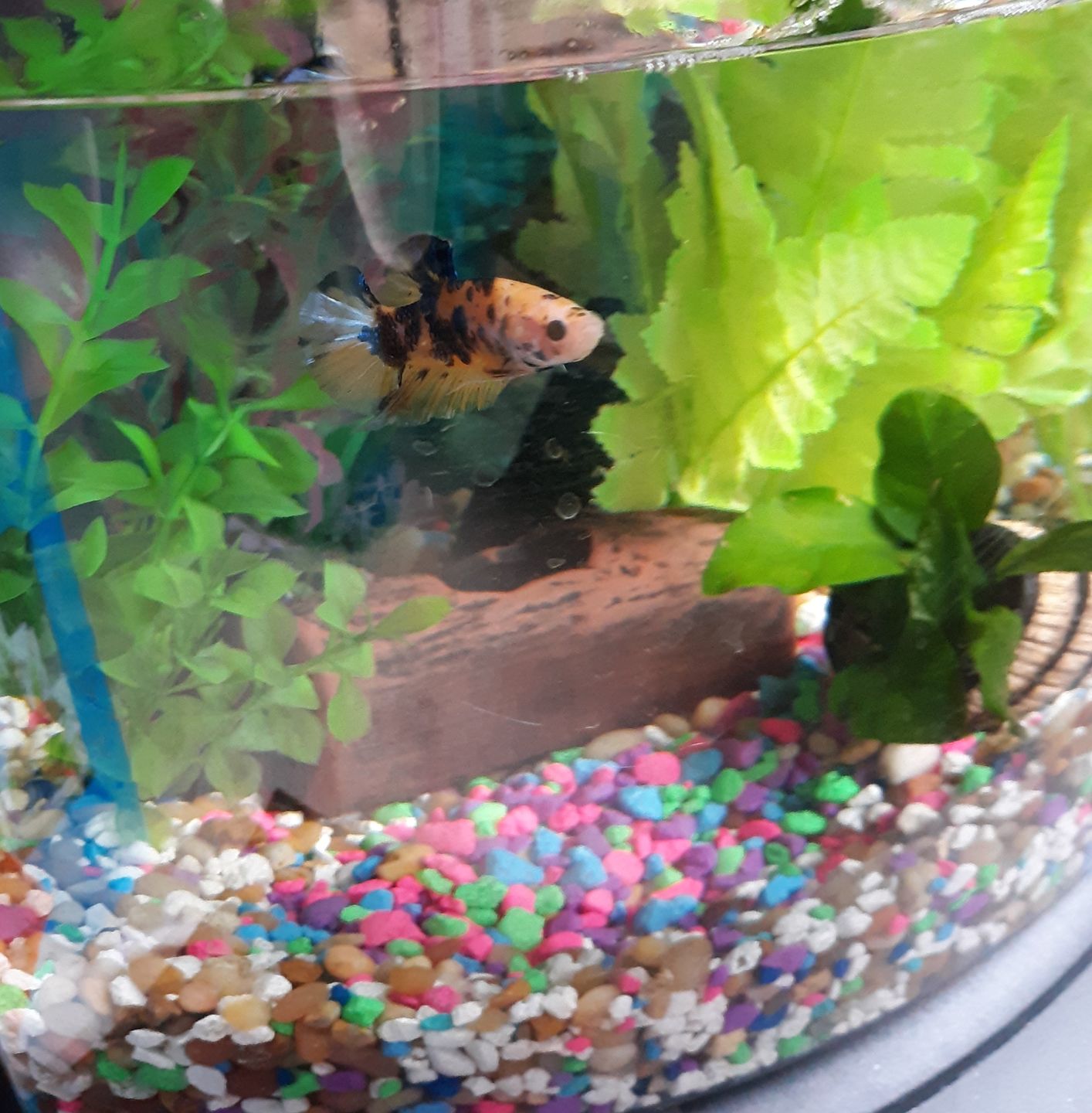 Customer photo review of Fritz A+ Aquarium Salt