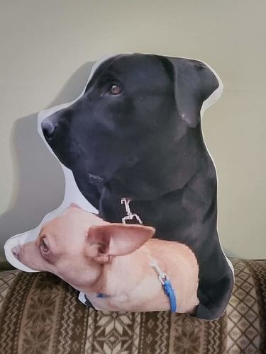 Customer photo review of Create A Custom Dog Pillow