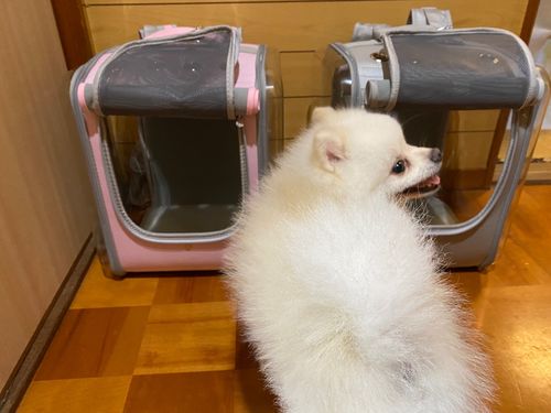 Customer photo review of Pet Backpack (Air-Vented)