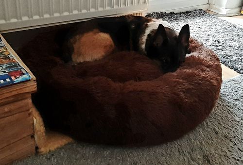 Customer photo review of Puppery Kuschelbett - Das Original