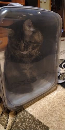 Customer photo review of Pet Backpack (Air-Vented)