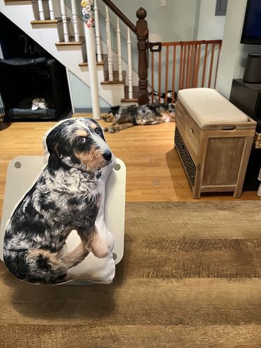 Customer photo review of Create A Custom Dog Pillow