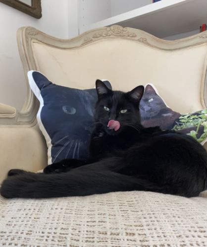 Customer photo review of Create A Custom Cat Pillow