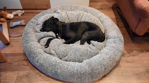 Customer photo review of Hundebett Kuschelwolke  mit kuscheligem Plüsch herausnehmbares Kissen einfarbig