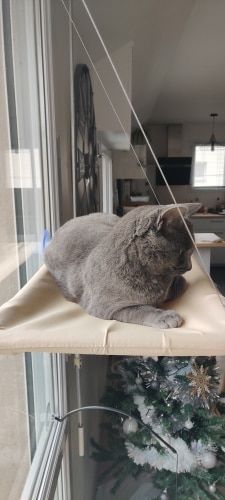 Customer photo review of Cat Window Hammock