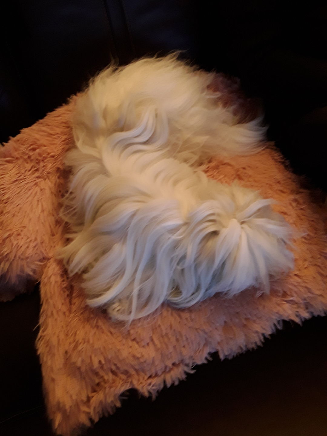 Customer photo review of Coussin Protecteur & Ultra Confortable PuppySafe