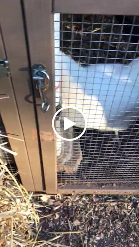 Customer video review of GrubTerra Dried Larvae