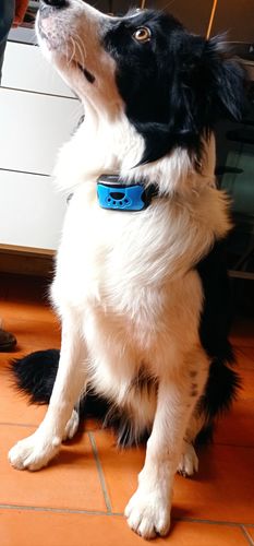 Customer photo review of Collier Anti Aboiement PuppySafe