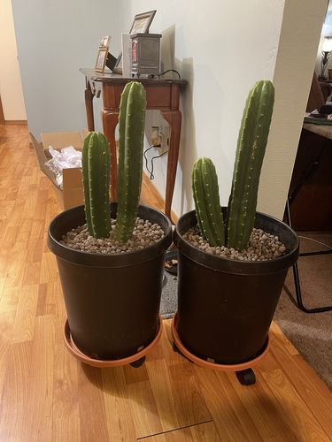 Customer photo review of San Pedro Cactus | Echinopsis pachanoi