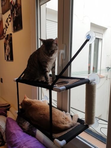 Customer photo review of Cat Window Hammock