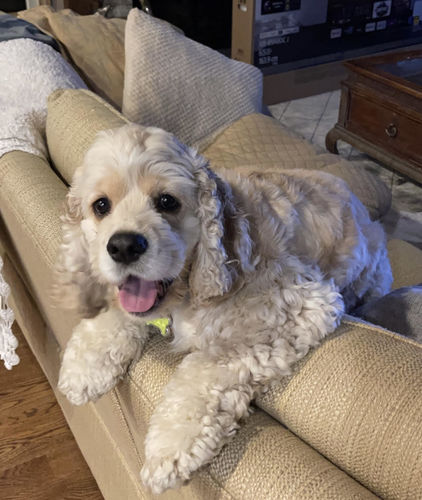 Customer photo review of Create A Custom Object Pillow