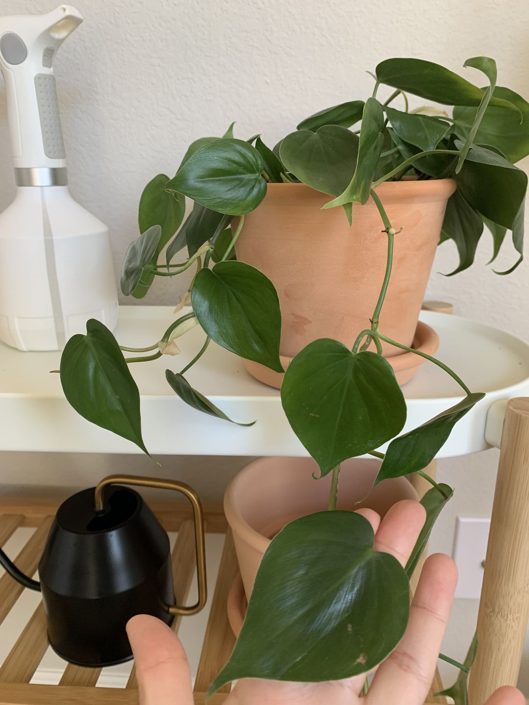 Customer photo review of 4" Philodendron hederaceum